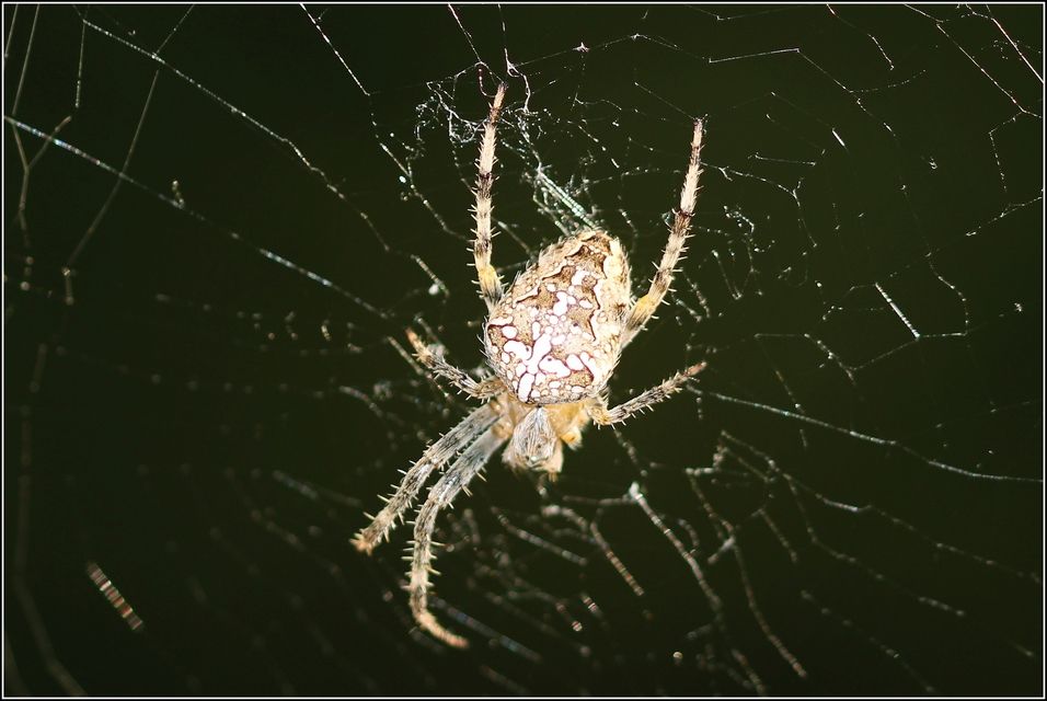 Araneus diadematus - koronás keresztespók Araneus diadematus - koronás keresztespók