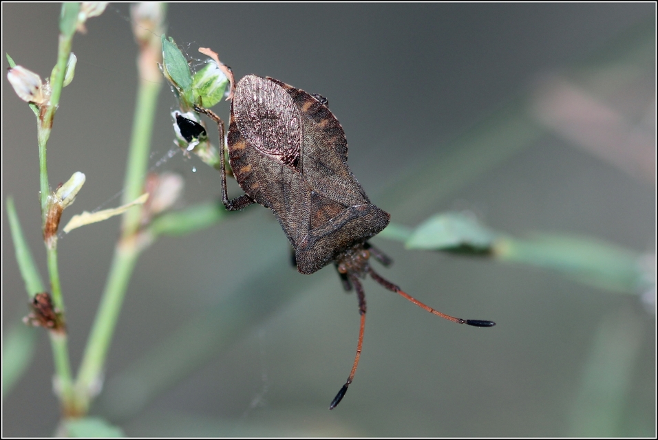 Coreus marginatus - közönséges karimáspoloska