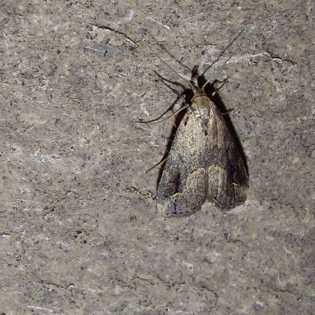 Schrankia costaestrigalis - keskenyszárnyú karcsúbagoly