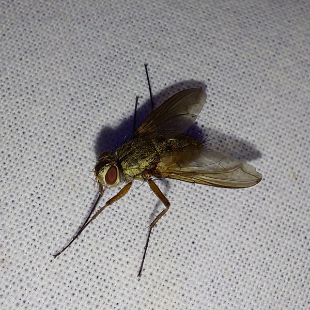 Dexia rustica - cserebogár-fürkészlégy