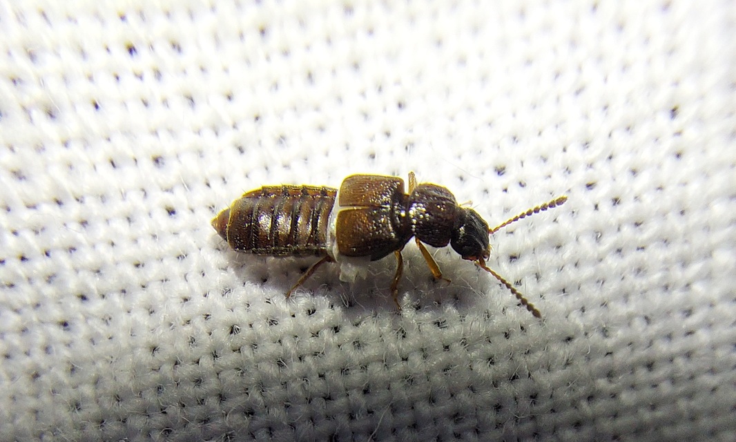 Anotylus rugosus - rovátkáshátú korhóholyva Anotylus rugosus - rovátkáshátú korhóholyva