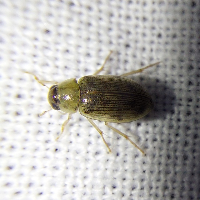 Berosus spinosus - széki szemescsibor Berosus spinosus - széki szemescsibor