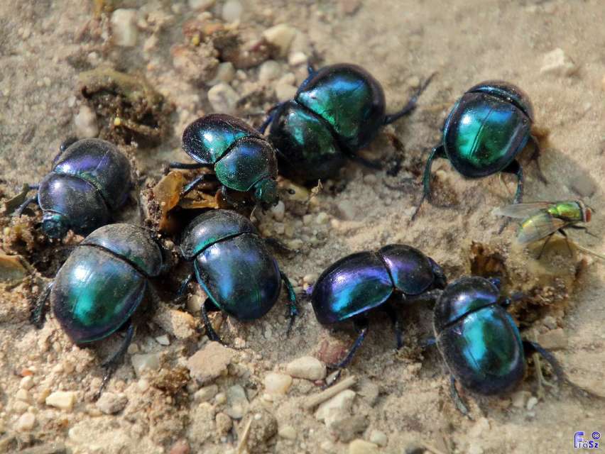 Trypocopris vernalis - tavaszi álganéjtúró