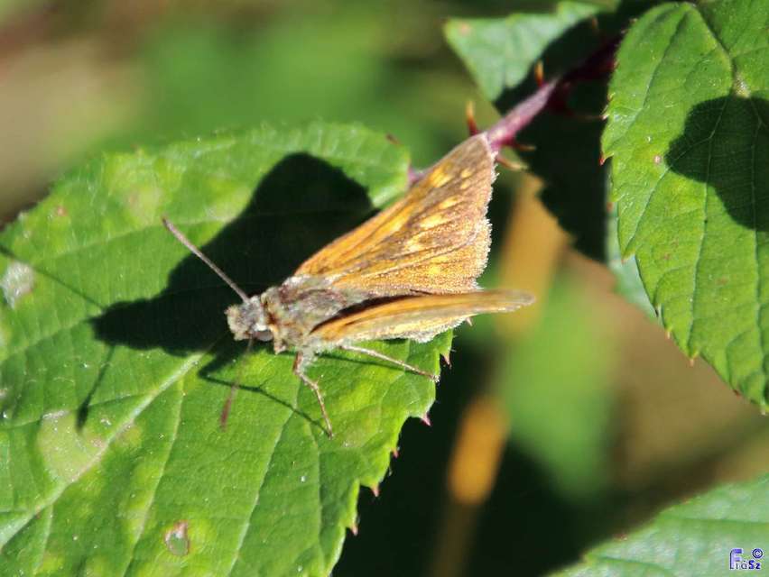 Hesperia comma - vesszős busalepke
