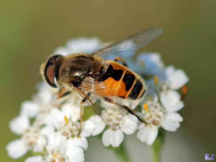 Eristalis arbustorum - fehérarcú herelégy