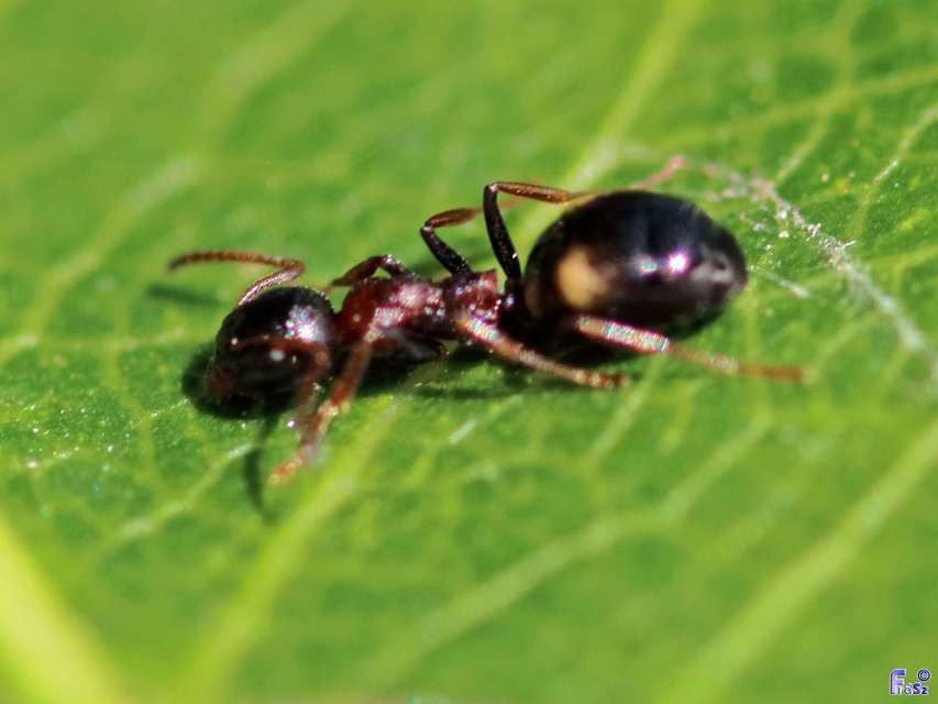 Dolichoderus quadripunctatus - négypettyes erdeihangya