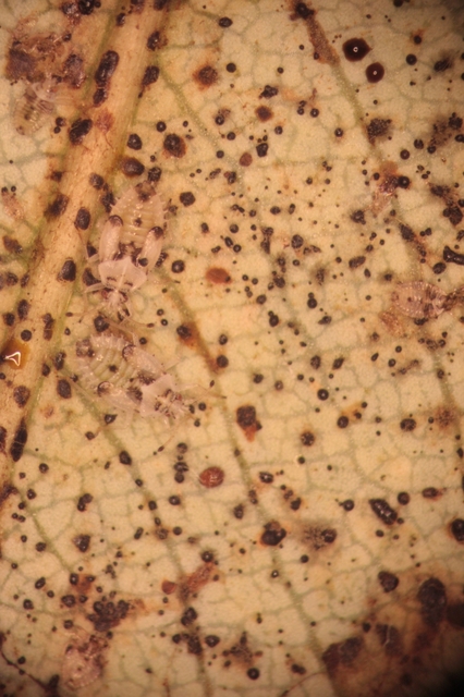 Tingidae - csipkéspoloskák