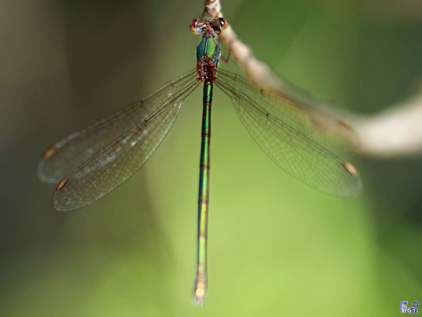 Chalcolestes viridis/parvidens