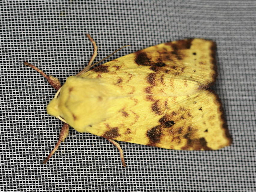 Cirrhia icteritia - nyárfa-sárgabagoly