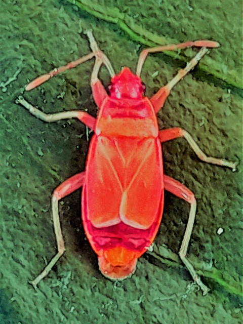 Pyrrhocoris apterus - verőköltő poloska