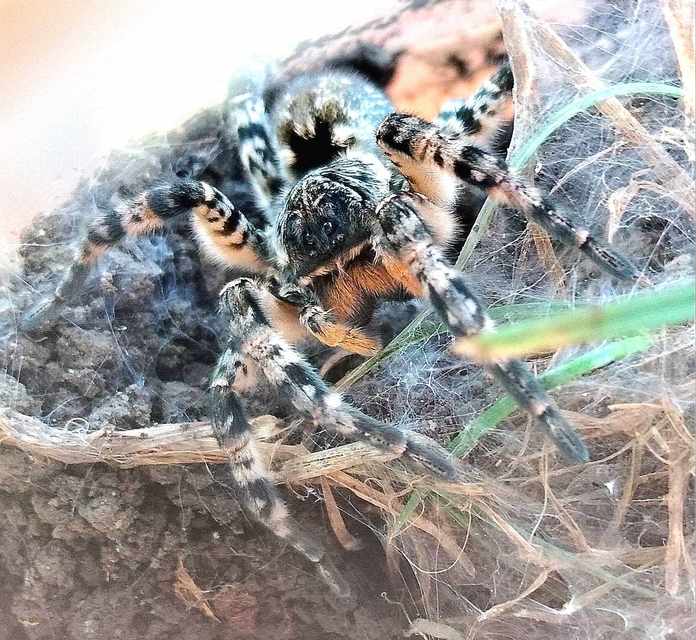 Lycosa singoriensis - szongáriai cselőpók