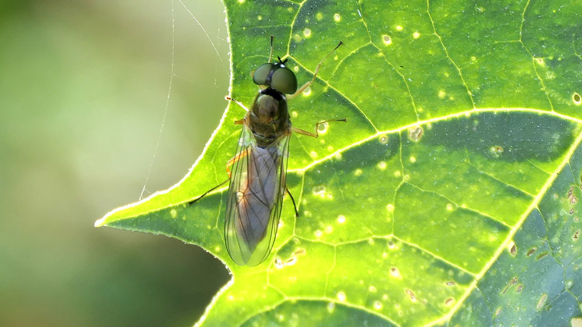 Stratiomyidae - katonalégyfélék