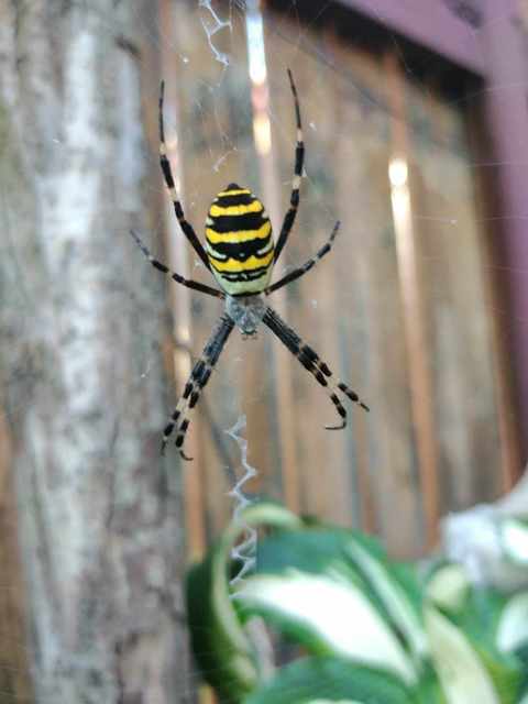 Argiope bruennichi - darázspók