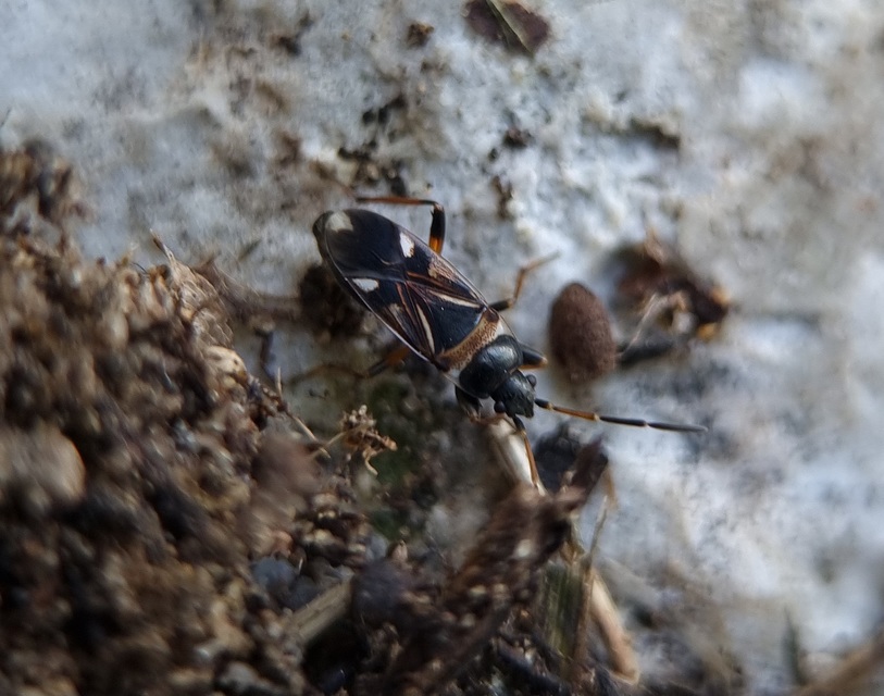 Raglius alboacuminatus - tarka díszesbodobács