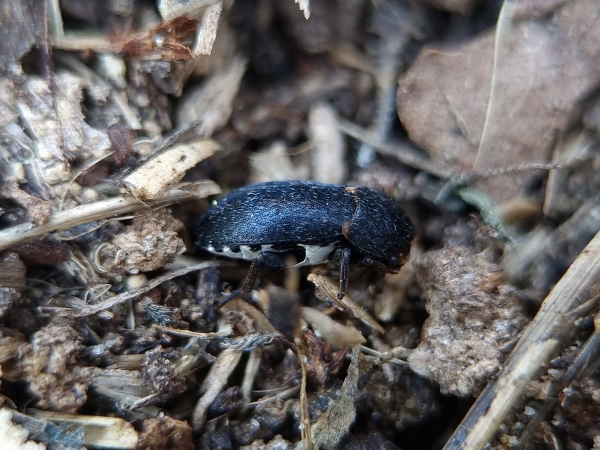 Dermestes laniarius - gyászos porva Dermestes laniarius - gyászos porva