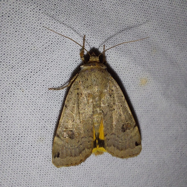 Noctua orbona - foltos sárgafűbagoly