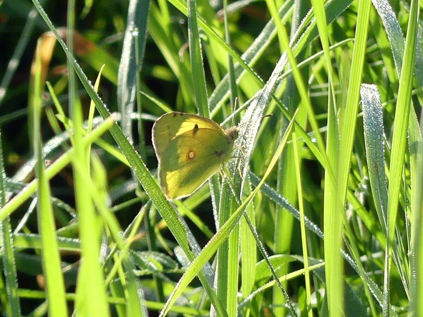 Colias erate - csángó-kéneslepke