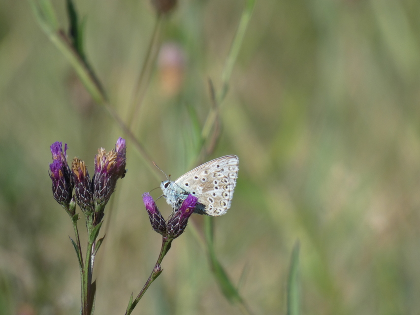 Polyommatus coridon - ezüstkék boglárka