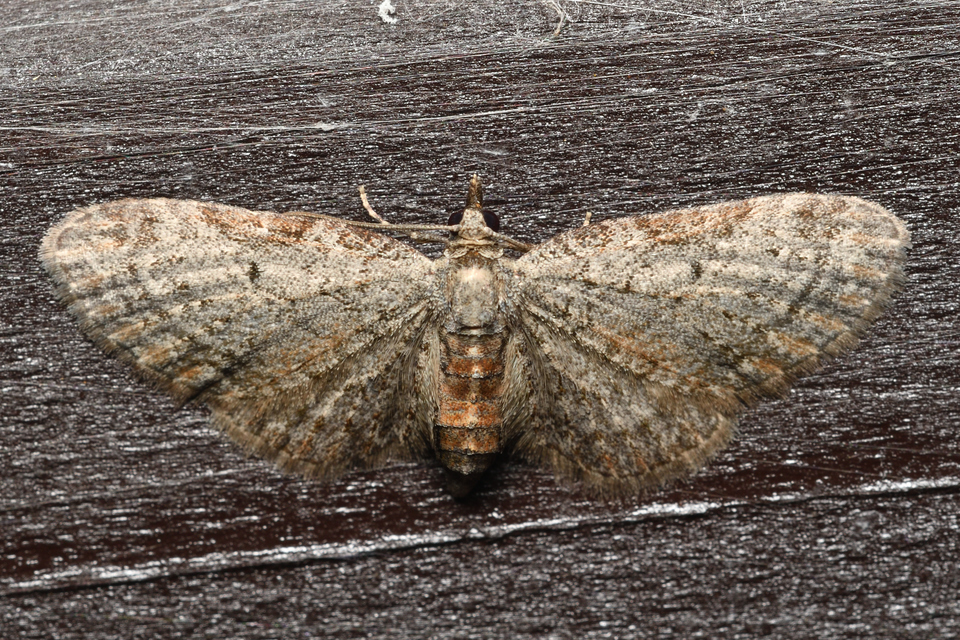 Eupithecia tenuiata - sötétszegélyű törpearaszoló