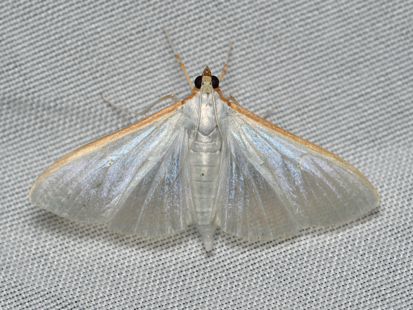 Palpita vitrealis - hófehér tűzmoly