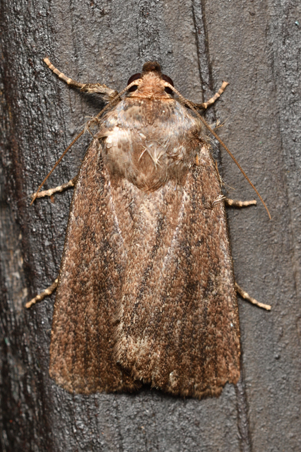 Amphipyra tragopoginis - bakszakállbagoly