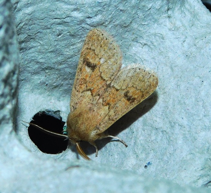 Orthosia miniosa - sárgás barkabagoly