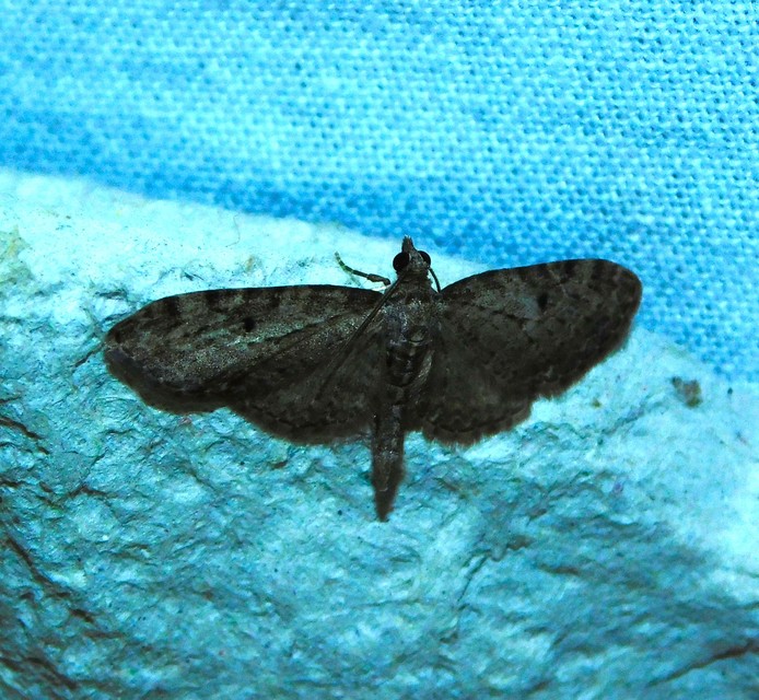 Eupithecia virgaureata - aranyvessző-törpearaszoló