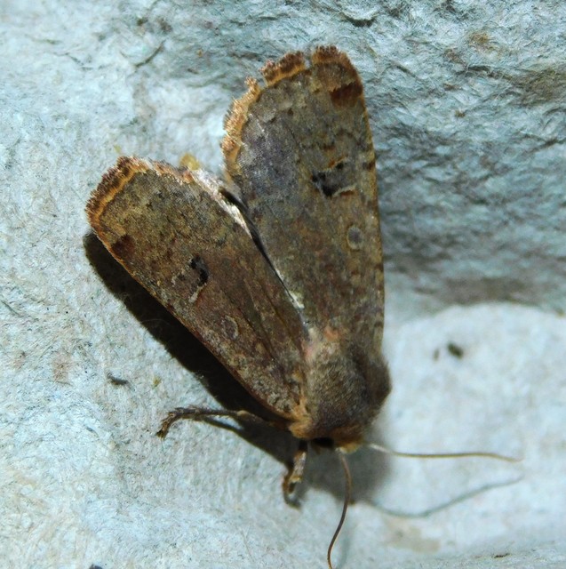 Conistra erythrocephala - vörösfejű őszibagoly