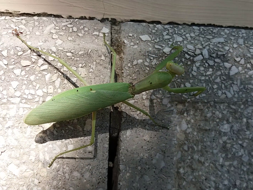 Hierodula tenuidentata - óriás ázsiai imádkozósáska
