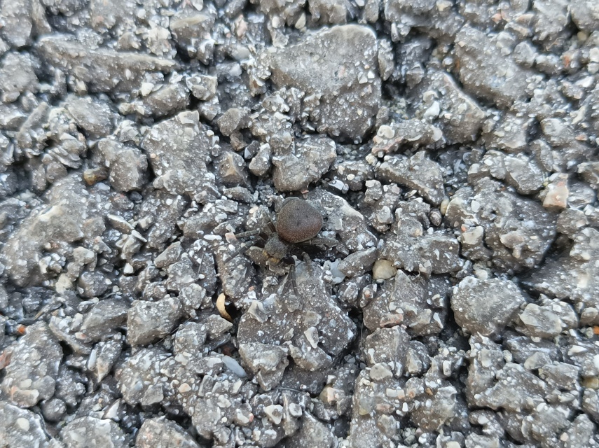 Eresus Eresus