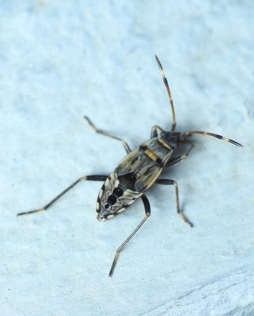 Beosus maritimus - homoki bodobács
