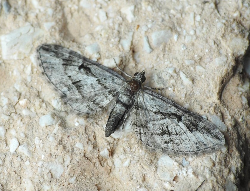 Eupithecia ericeata - feketefenyő-törpearaszoló