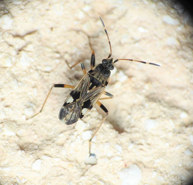 Beosus maritimus - homoki bodobács