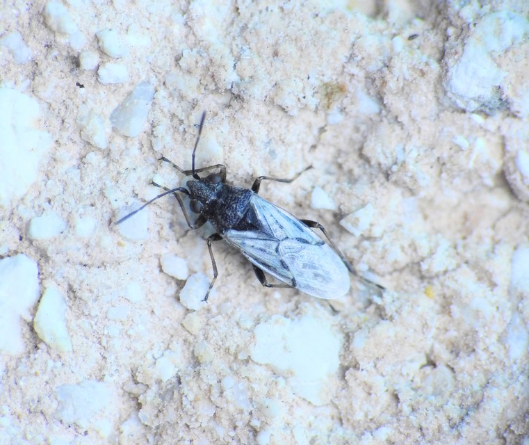 Ortholomus punctipennis - szőrös fényesbodobács