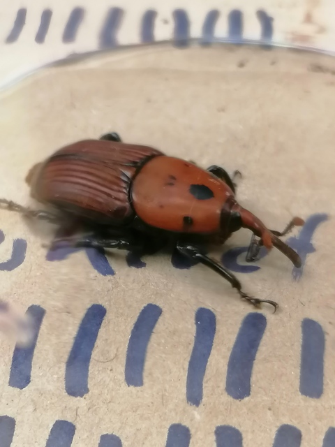 Rhynchophorus ferrugineus - vörös pálmaormányos Rhynchophorus ferrugineus - vörös pálmaormányos