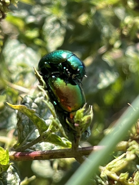 Chrysolina herbacea - zöld mentalevelész