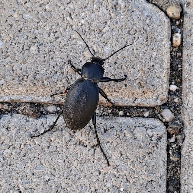 Carabus coriaceus - bőrfutrinka