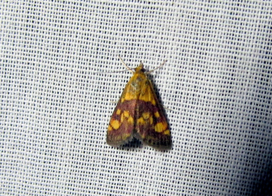 Pyrausta purpuralis - közönséges bíbormoly