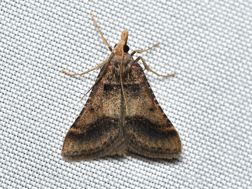 Stemmatophora brunnealis - barna fényilonca