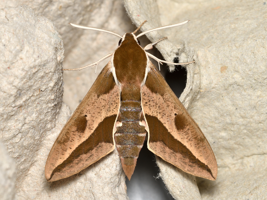 Hyles euphorbiae - kutyatejszender