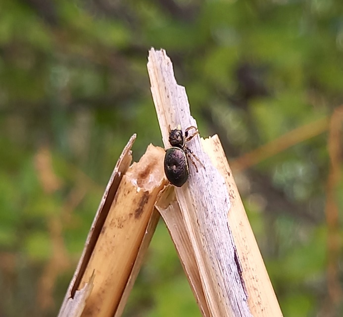 Araneae - Pókok