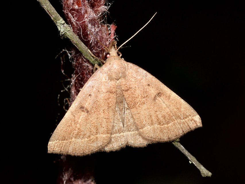 Pechipogo plumigeralis - tollascsápú karcsúbagoly