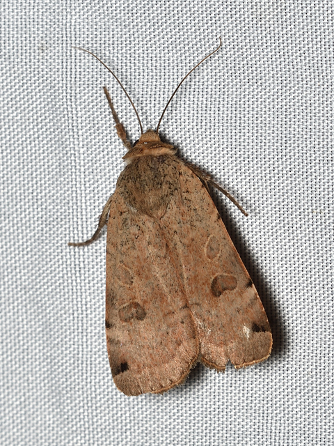 Noctua orbona - foltos sárgafűbagoly