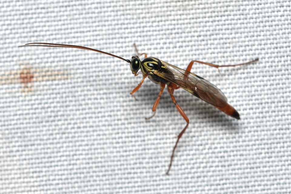 Ichneumonidae - valódi fürkészdarazsak
