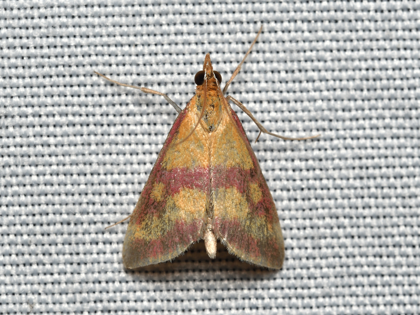 Pyrausta sanguinalis/virginalis