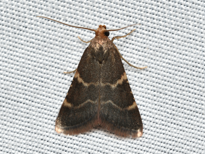 Pyralis perversalis - pusztai fényilonca