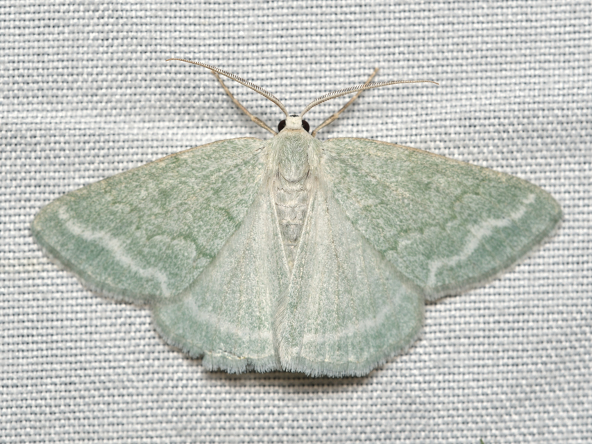 Pseudoterpna pruinata - hamvas zöldaraszoló