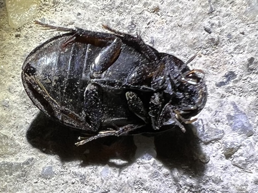 Hydrochara caraboides - kis csibor