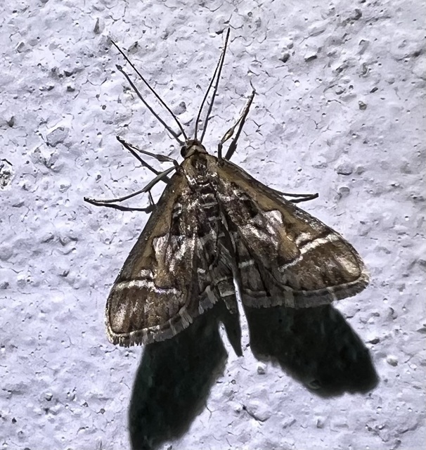 Diasemia reticularis - betűmintás tűzmoly