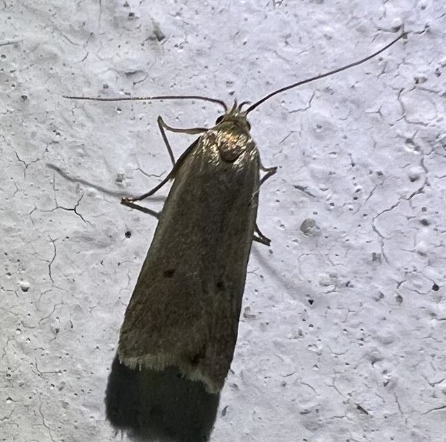 Acompsia tripunctella - oroszlánszáj-sarlósmoly